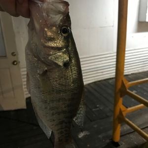 Meet your Posher, Scott